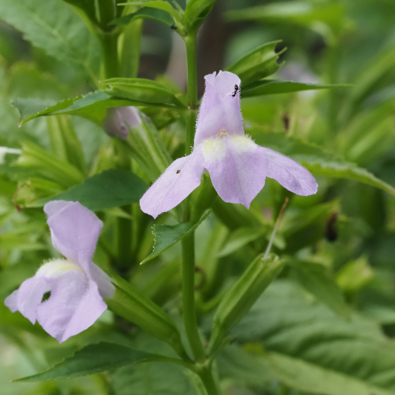 Mimulus alatus (Sharpwing Monkeyflower)